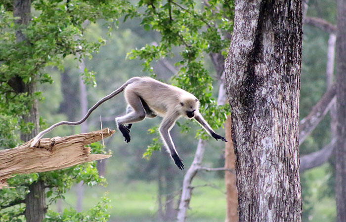 Cultural Nepal & Bardia Safari Experience