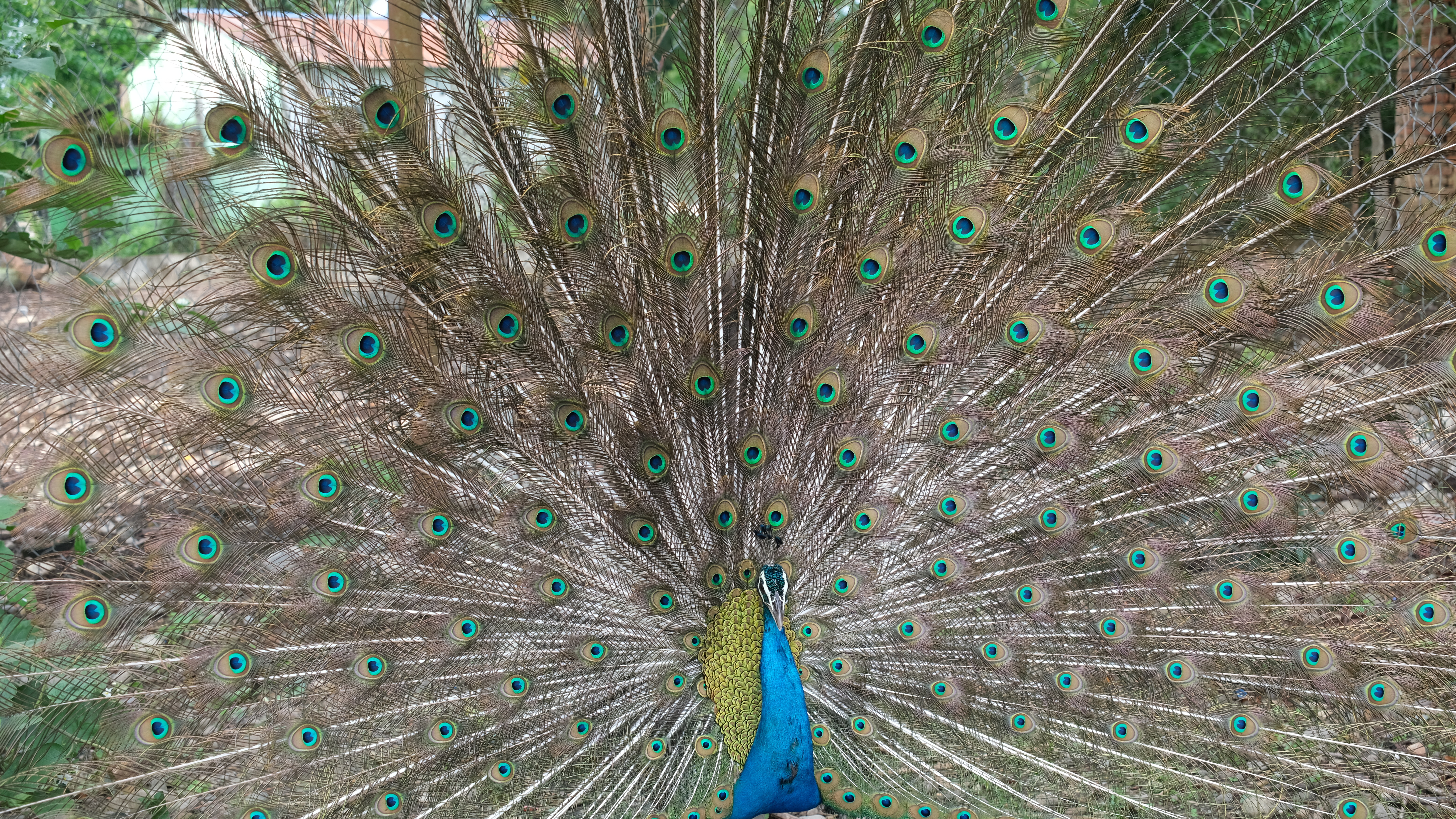 Cultural Nepal & Bardia Safari Experience